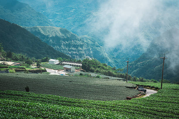 Vast tea plantation covering the rolling hills of taiwan, with low clouds adding a touch of mystique