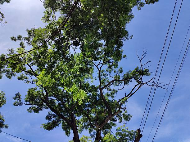 istock Beautiful various  tropical green tree, branches of various trees against the blue sky. 2225976073