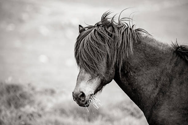 istock Icelandic Horse 2225978195