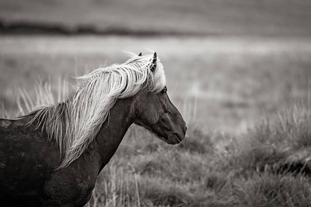 istock Icelandic Horse 2225978200