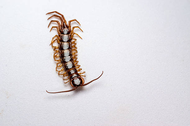 Rear angle view of a centipede on white background showing tail and segmented body details. Helpful for biology and educational resources.