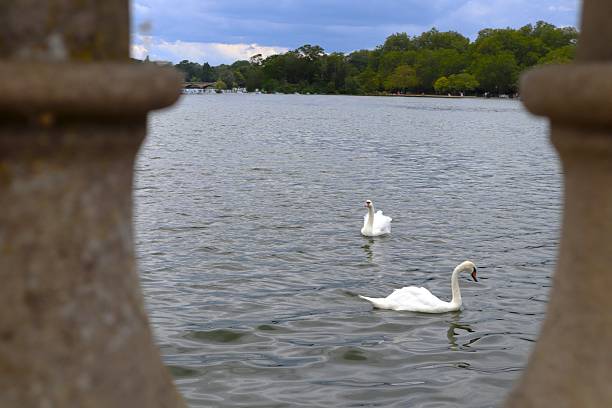 istock Swans in Hyde Park - London 2225980011