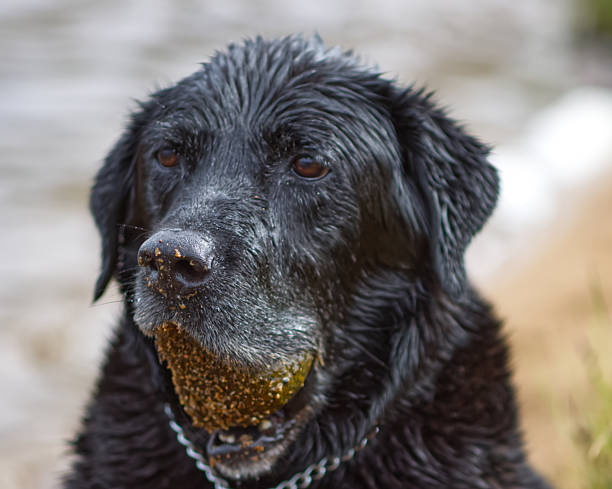 An old Labrador retriever enjoys playing in the water of a Scottish Loch retrieving rocks..