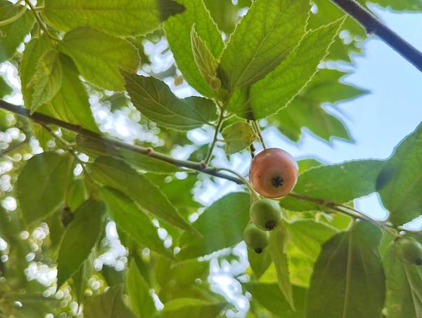 Singapore cherry fruit (Muntingia calabura) still on tree in outdoor garden