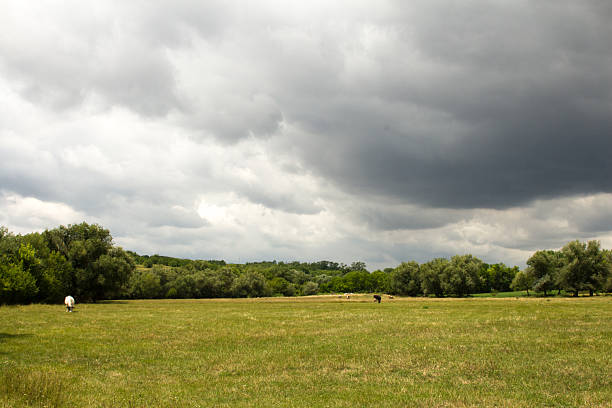 A large field with trees and a cloudy sky. Grass. Sky. Outdoor. Field. Cloudy