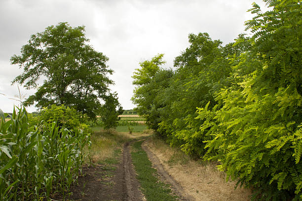 A dirt path through a field of trees. Tree. Outdoor. Plant. Forest. Dirt