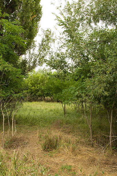 istock A grassy area with trees in the background 2225981376