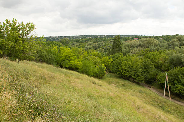 A grassy area with trees and bushes. Grass. Outdoor. Tree. Sky. Field