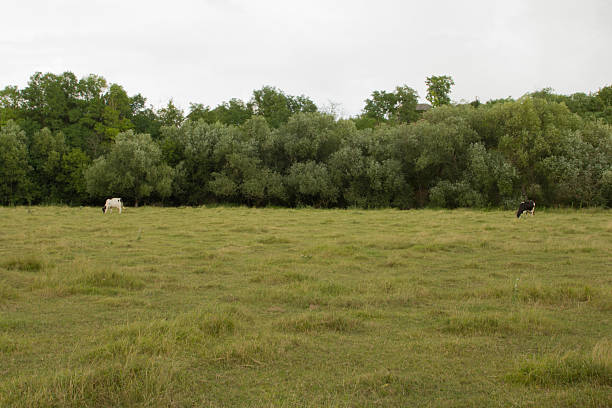 A group of animals stand in a field. Tree. Outdoor. Grass. Sky. Field