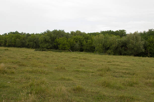 A grassy field with trees in the background. Outdoor. Grass. Sky. Tree. Field