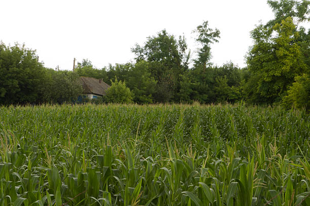 A field of grass and trees. Tree. Outdoor. Sky. Grass. Plant