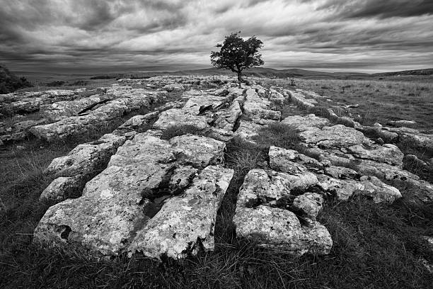 Monochrome landscape showing a solitary tree growing in natural geological rock formation with dark clouds overhead in a windswept moorland setting