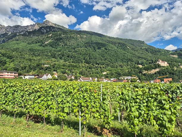 istock Vineyards in Liechtenstein 2225983408