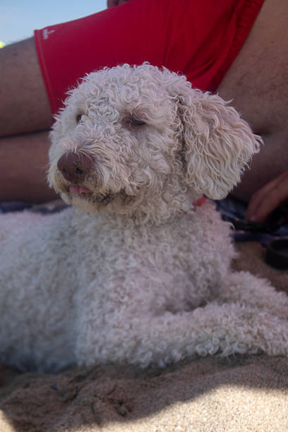 Lagotto Romagnolo at the beach