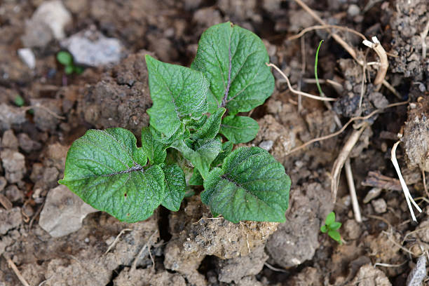 istock young potato plant, cultivation in a garden 2225985089