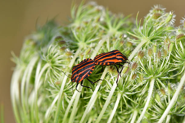 shield bugs during reproduction on a carrot flower