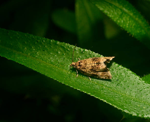 istock Dark strawberry tortrix, Celypha lacunana 2. 2225987117