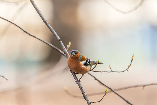 istock Common chaffinch, Fringilla coelebs, sits on a tree. Common chaffinch in wildlife. 2225989270