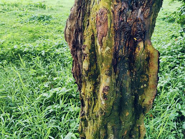 Woodpecker holes dotting a tree trunk, adorned with vibrant moss and lichen, create a striking scene against a backdrop of softly blurred green grass in the summer sunlight