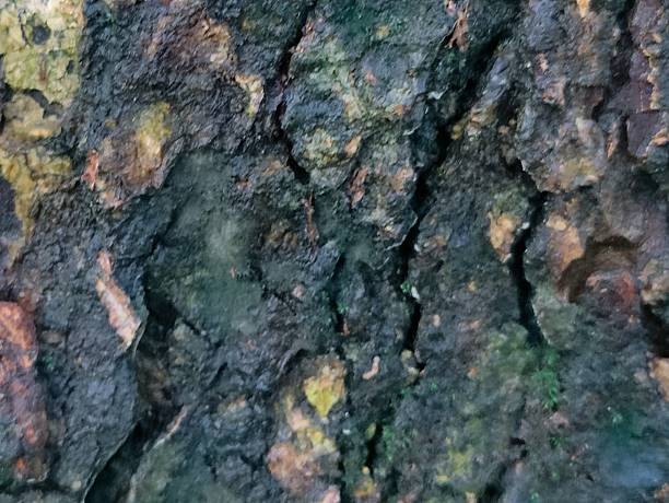istock Detailed Close-Up of a Moss-Covered Tree Bark Surface with Natural Patterns 2225990979