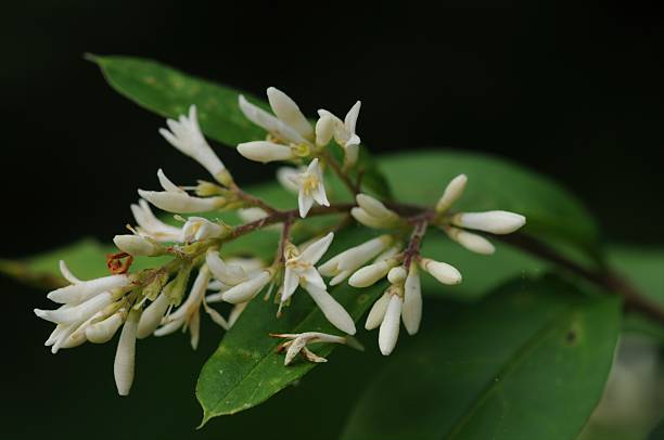 istock Privet flower - Ligustrum obtusifolium 2225991236