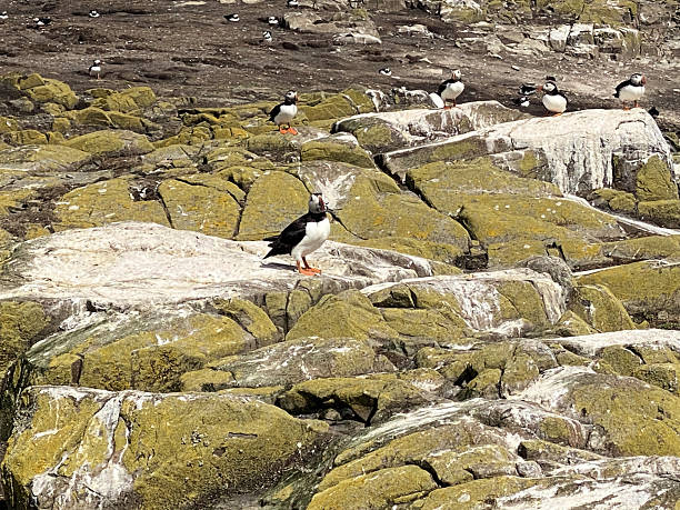istock A close up of a Puffin 2225993494