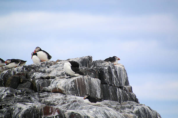 istock A close up of a Puffin 2225993916