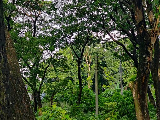 istock Lush green forest with dense foliage and tall trees on a bright day 2225994237