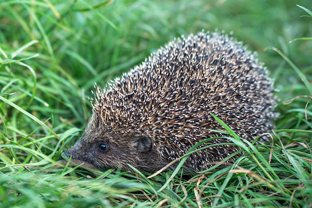 istock Wild hedgehog in green grass outdoors on a summer day 2225995006