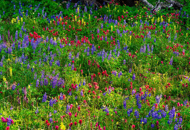 Colorful Wildflowers in Alpine Meadow - Vibrant flowings growing wild on slopes of mountain at high altitude including Indian Paintbrush, Lupine and others.  Lush meadow with abundance of wildflowers. Vail, Colorado USA.
