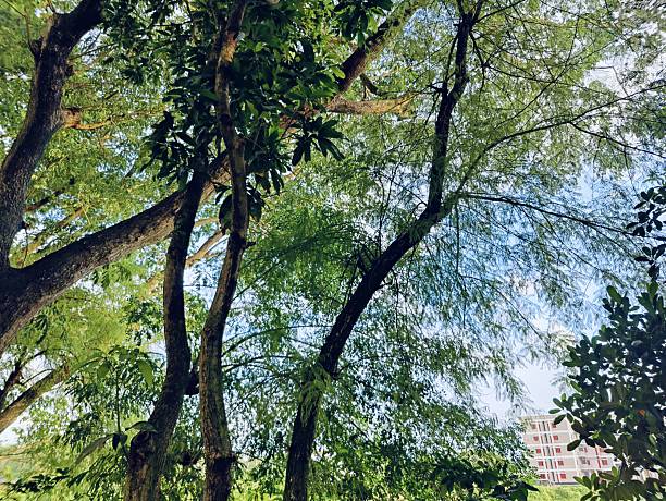 istock Lush green forest with dense foliage and tall trees on a bright day 2225995319