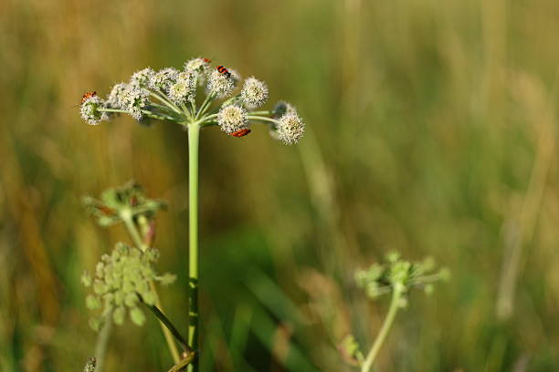 White wildflower with clustered blooms atop a tall, slender green stem. Bright red beetles, likely from the family Pyrochroidae, are scattered on the flower heads. The background is a blurred meadow, displaying earthy tones of green and brown, indicating a natural, outdoor setting. The scene suggests a serene, undisturbed habitat.