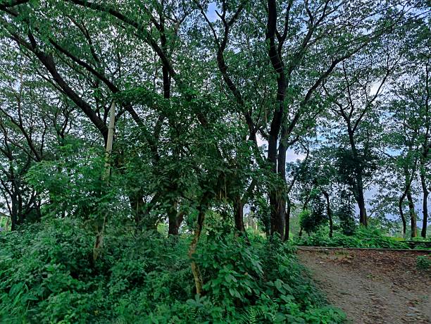 Young tropical trees among larger ones in Chatuchak Park in Bangkok