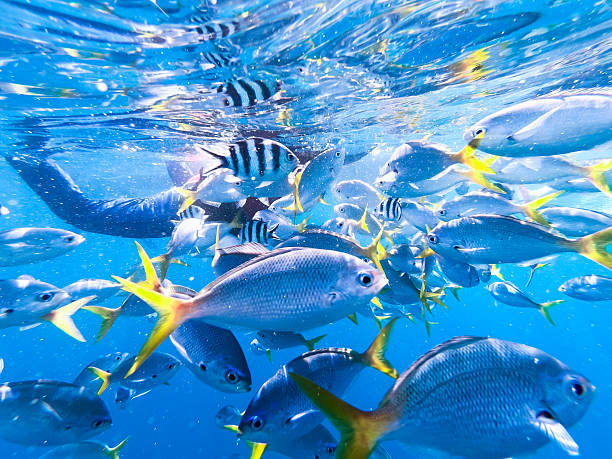 istock Underwater Fish View in Palau 2225996558