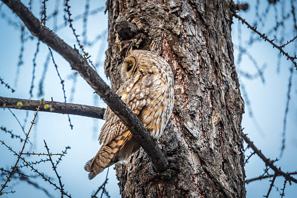 istock Long-eared owl (Asio otus), looking forward with wide opened eyes 2225997218