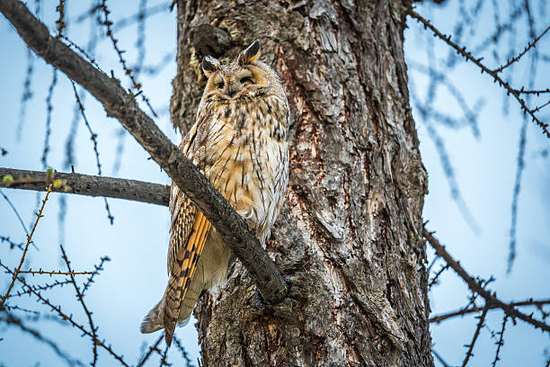 istock Long-eared owl (Asio otus), looking forward with wide opened eyes 2225997290