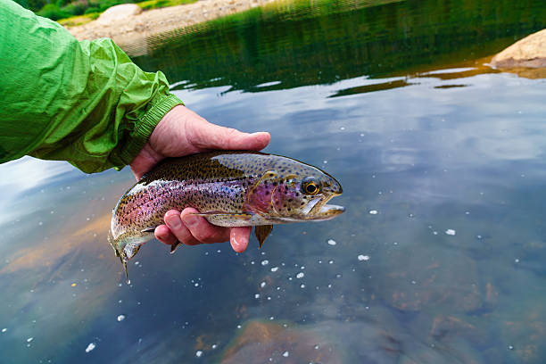 Underwater rainbow trout in a spring creek