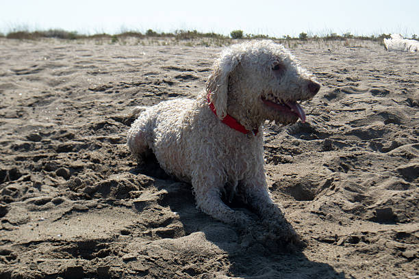 Lagotto Romagnolo at the beach