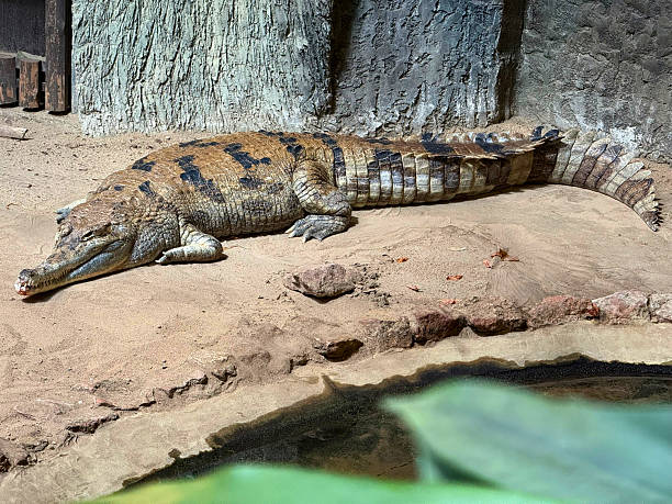 istock Crocodile resting on warm sand in a naturalistic habitat 2225998576