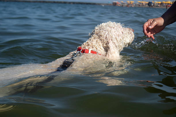 Lagotto Romagnolo at the beach