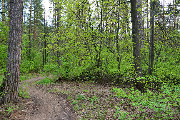 istock Forest Trail Scene Lush Greenery no people cloudy day 2225999152