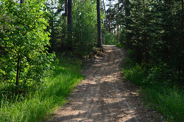 istock Dirt Road Through dense spruce Forest the way forward 2225999177