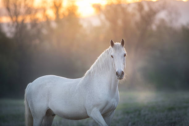 istock White horse with long mane in sunlight 2226000153