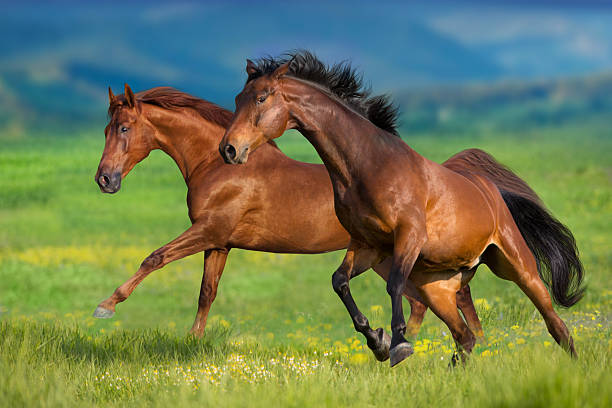 istock Two horse run gallop 2226000155