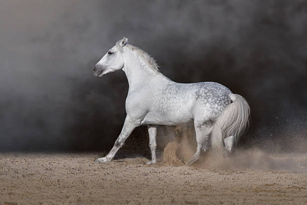 istock White andalusian stallion with long mane 2226000192