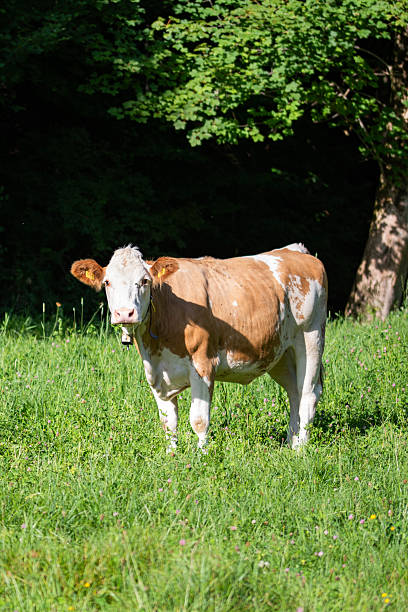 istock Alpine cow standing on green meadow in summer sunlight 2226001123