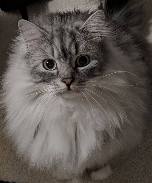 Beautiful green wide eyed, long haired grey and white colored Ragamuffin cat looking upwards to see what's going.