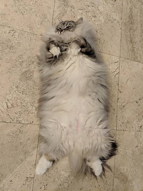 istock A long haired grey and white colored Ragamuffin cat totally relaxed and sleeping upside down on the tile floor. 2226001447