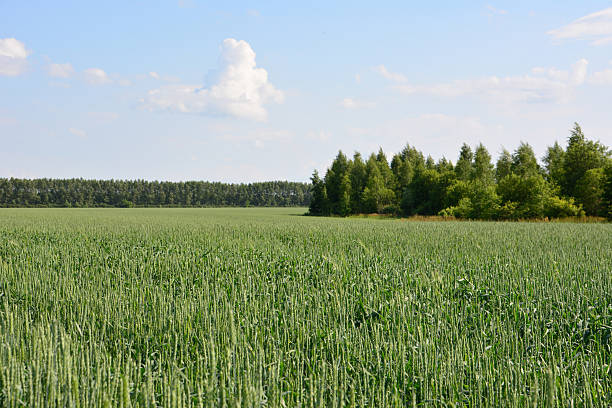 istock Vast Green Field Under a Blue Sky with a Forest Horizon 2226001740