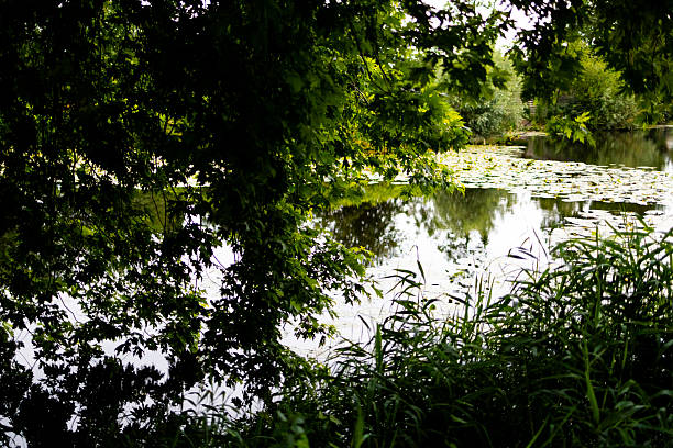 Tranquil lakeside view with lush green trees and water lilies. High quality.